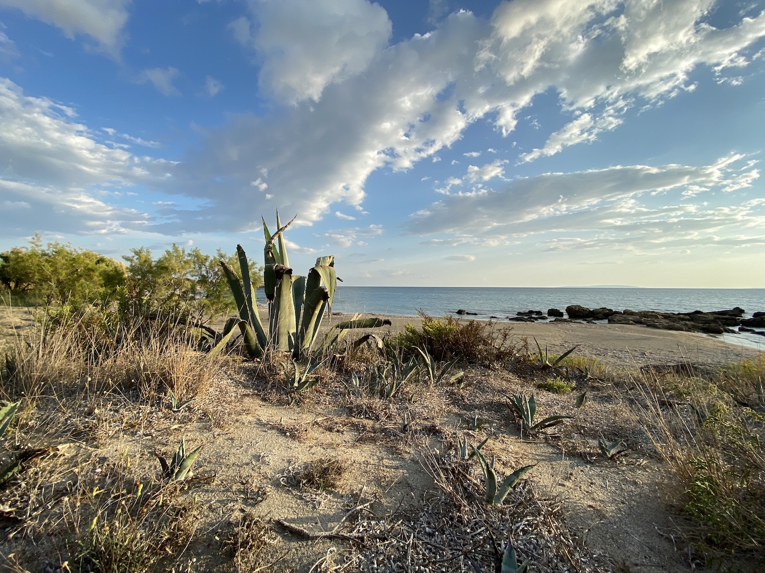 strandagave.jpeg